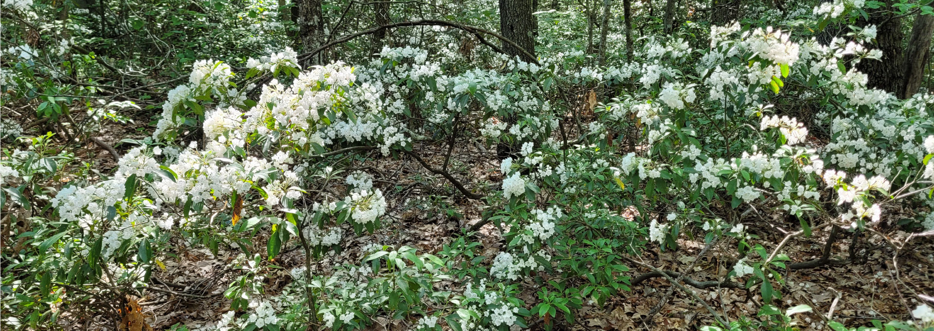 A thicket of mountain laurel in bloom