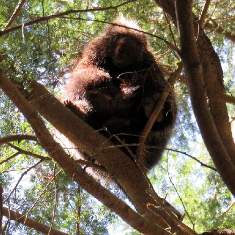 Porcupine in a tree