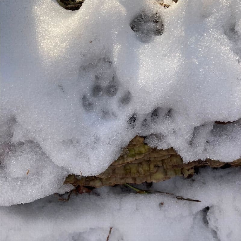 Animal paw prints in snow