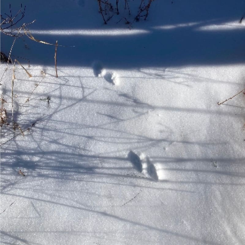 Wildlife tracks in snow