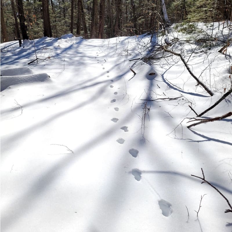 Animal tracks in snow