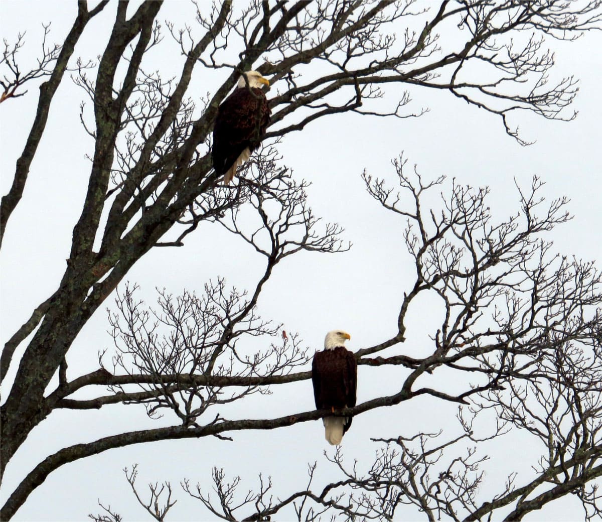 Two bald eagles in a tree