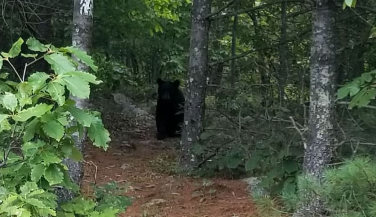 Bear on the trail