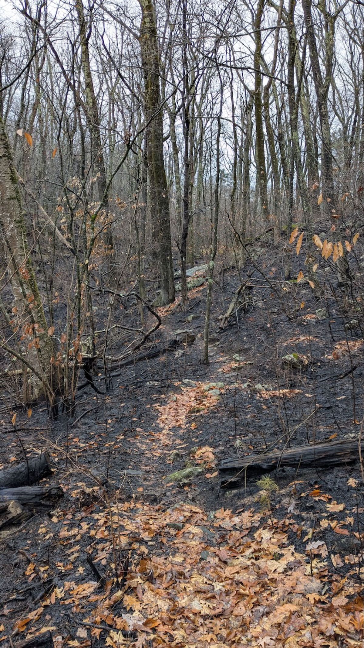 Fire damaged trail