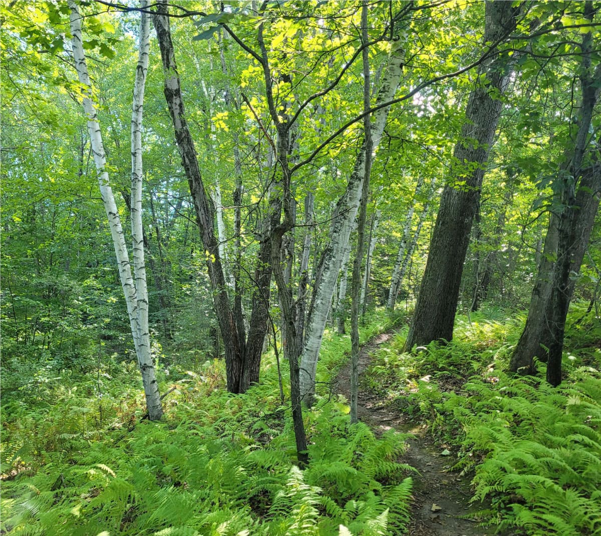 Forest in summer