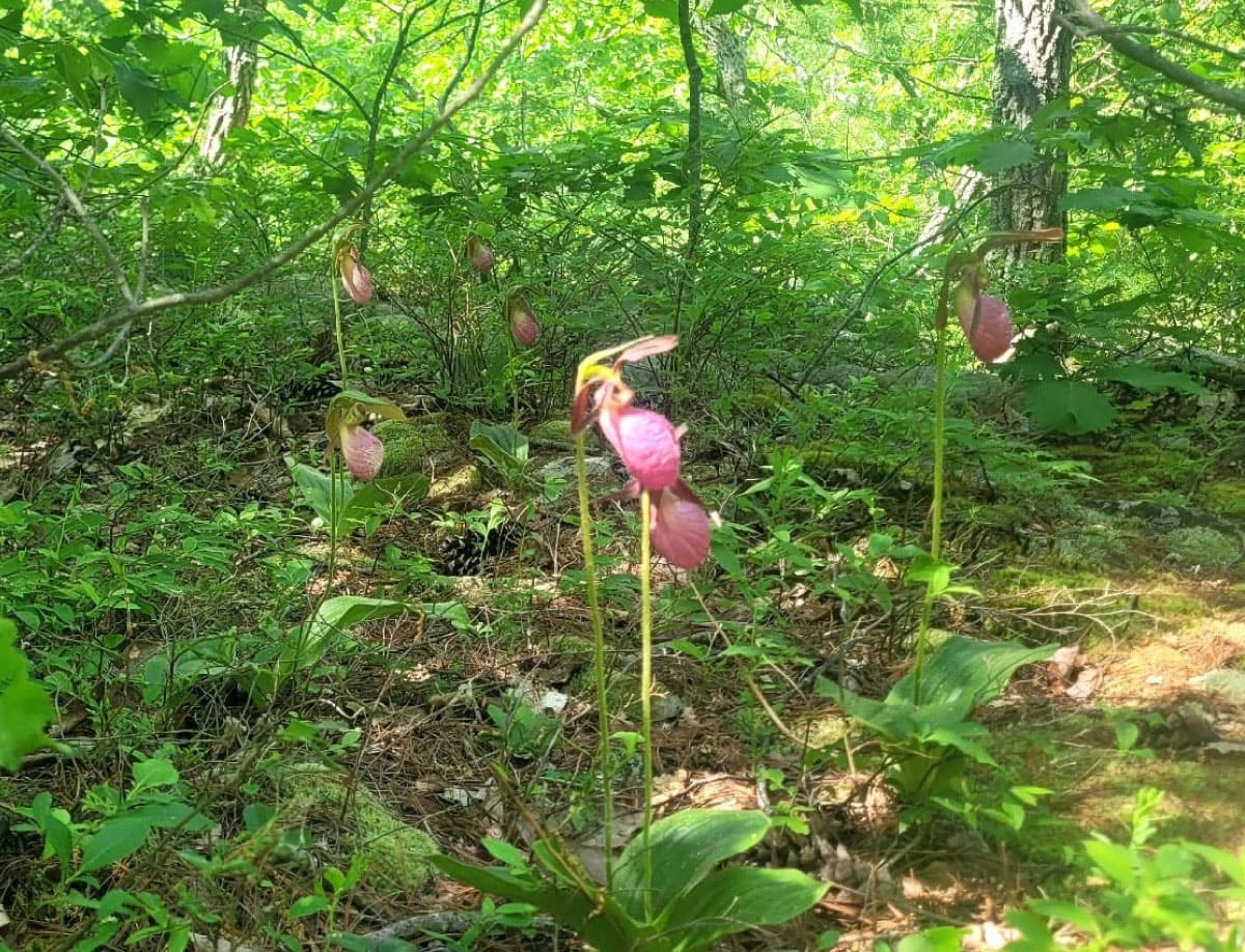 Lady’s slippers