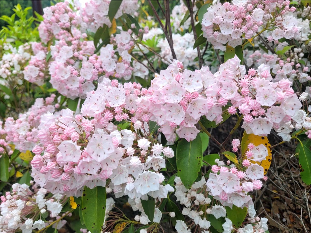 Laurel blossoms