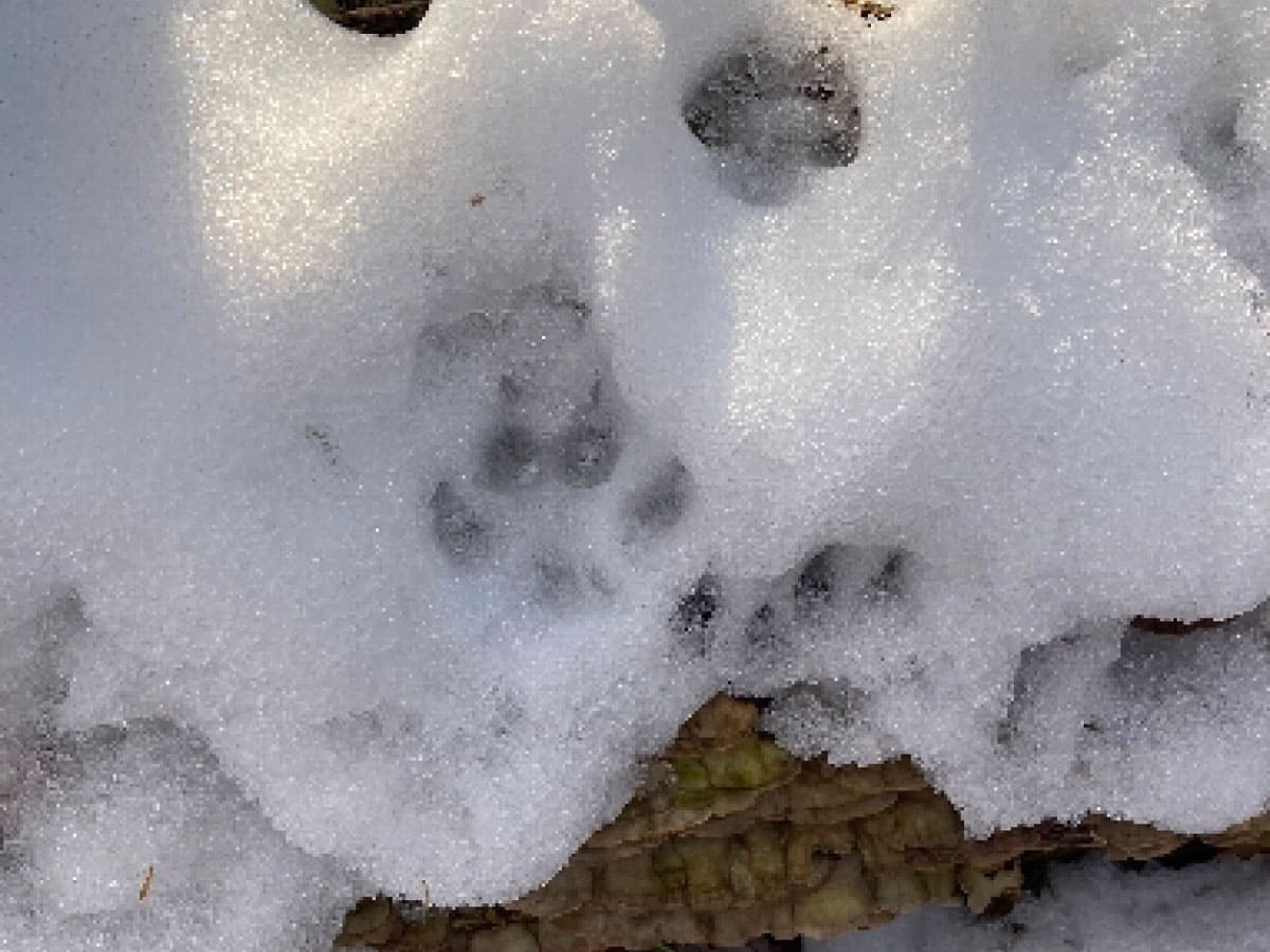 Animal pawprints in snow