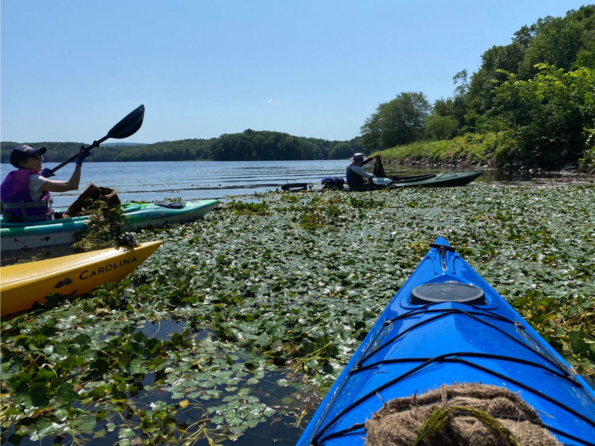 Kayakers pull invasive plants from a pond