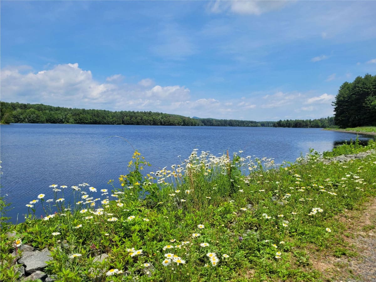 Pond