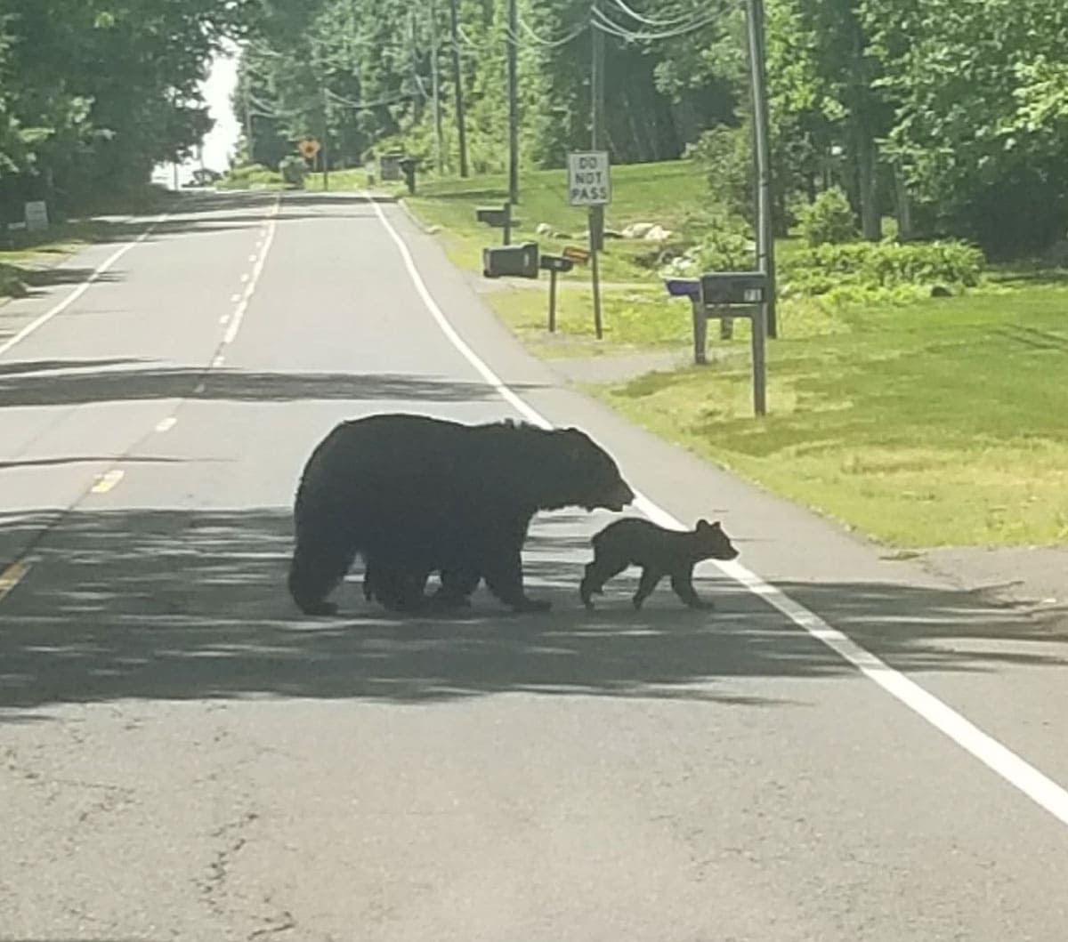 Bears crossing a street