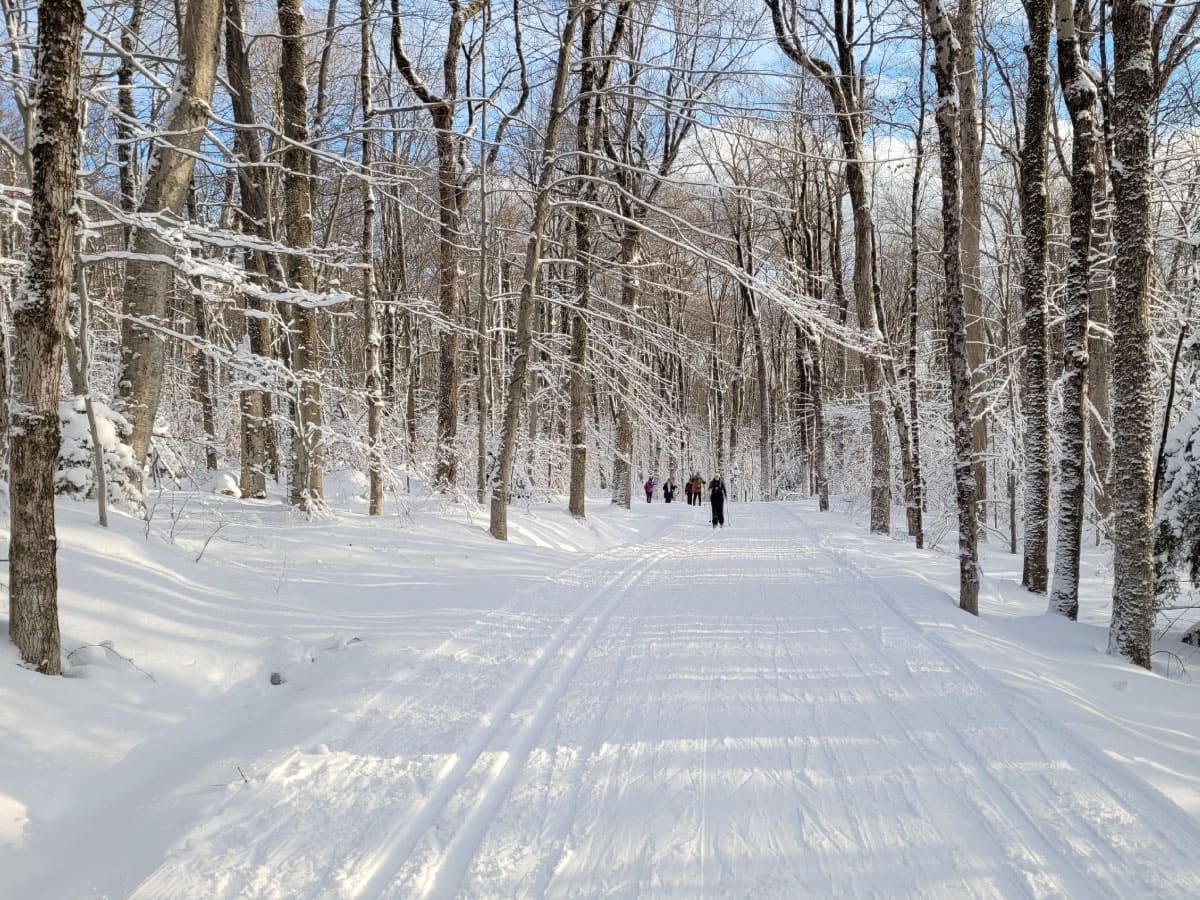 Cross country skiers on the trail