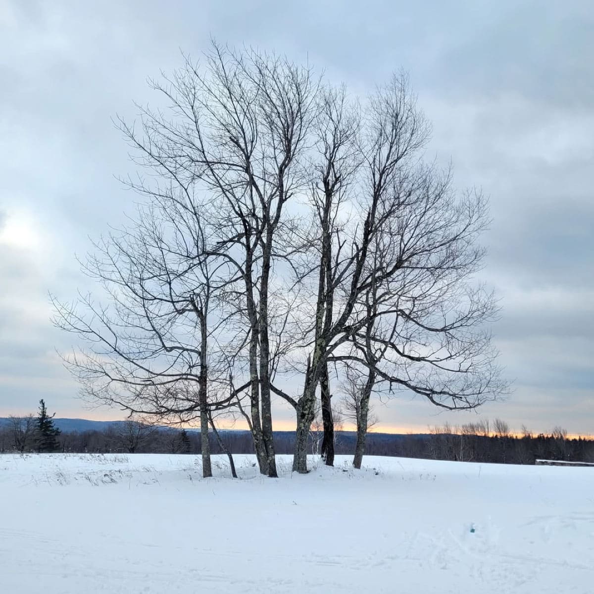 Winter trees