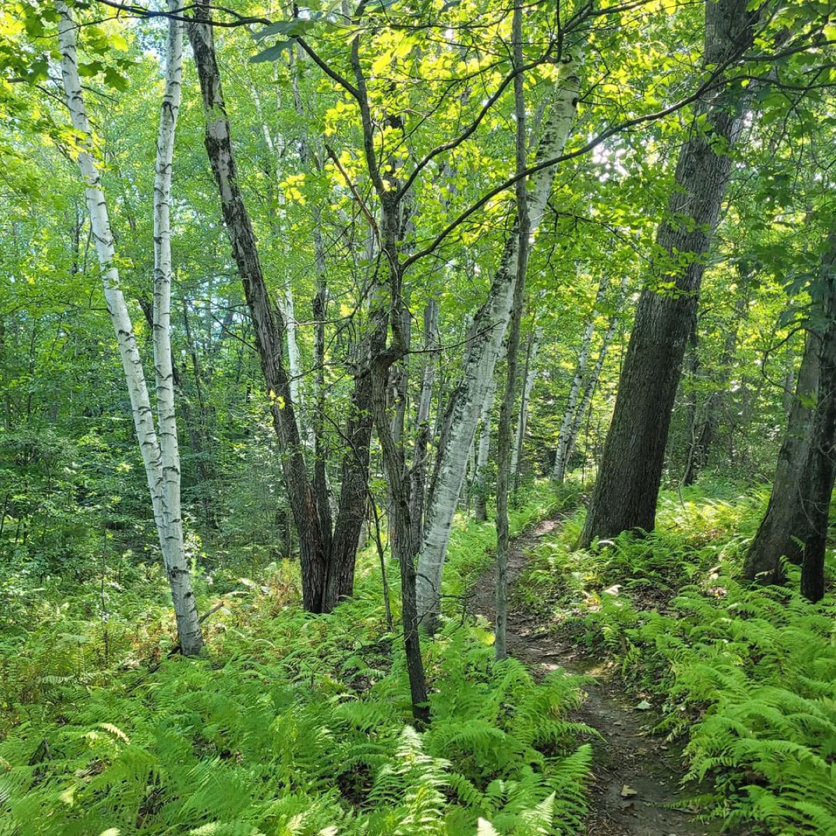 Trail through a wooded area