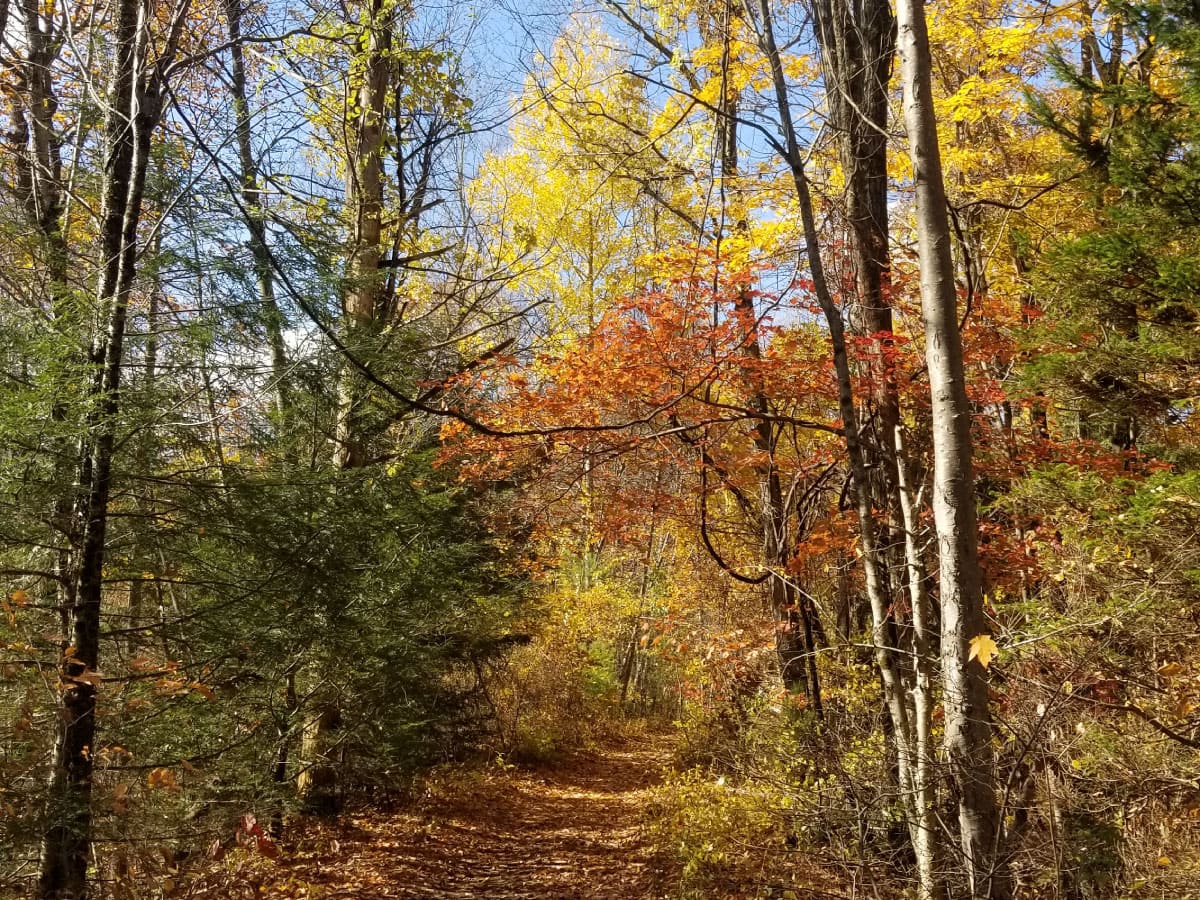 Trail in fall