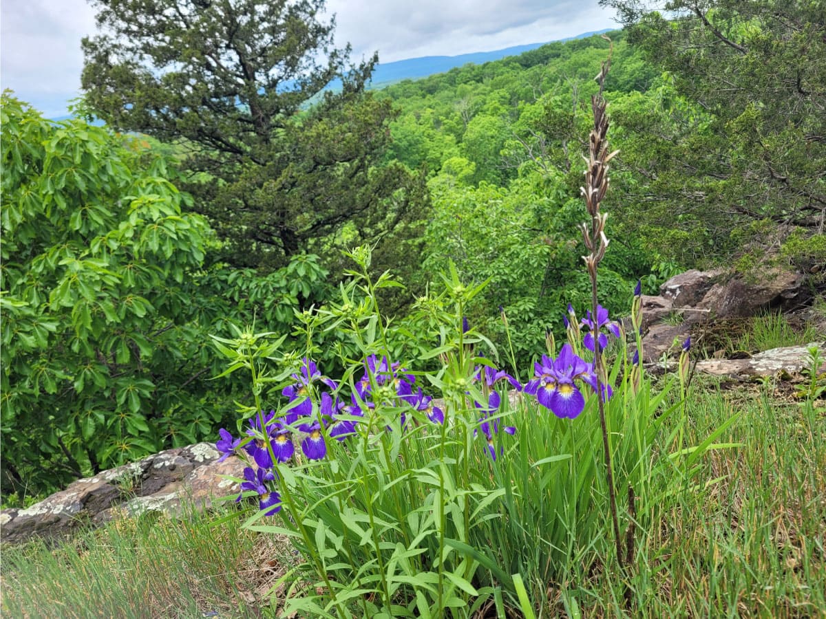 Irises in bloom on the NET Section 5