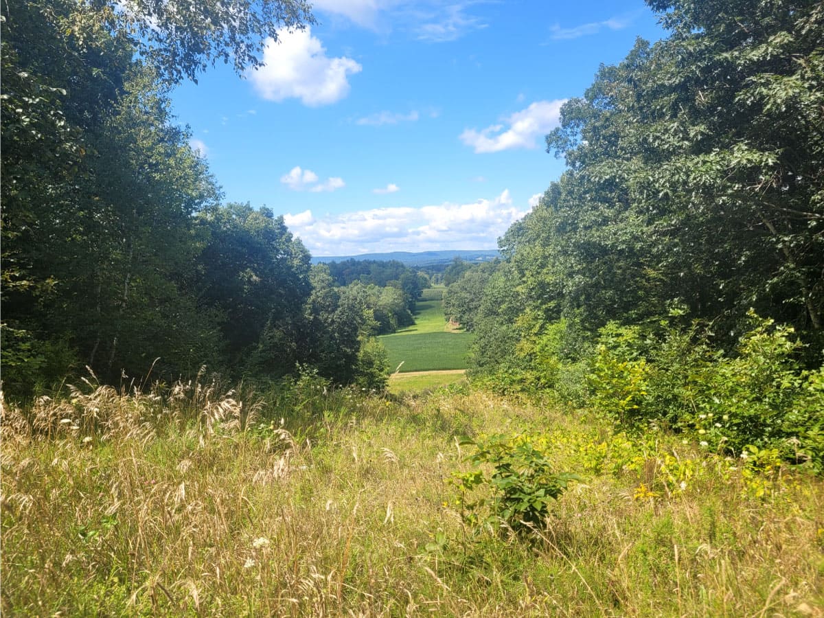 Trail in summer