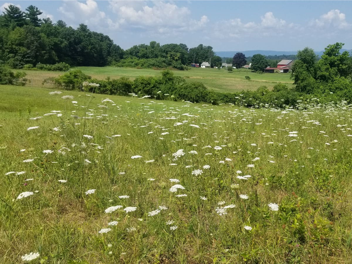 Trail in summer