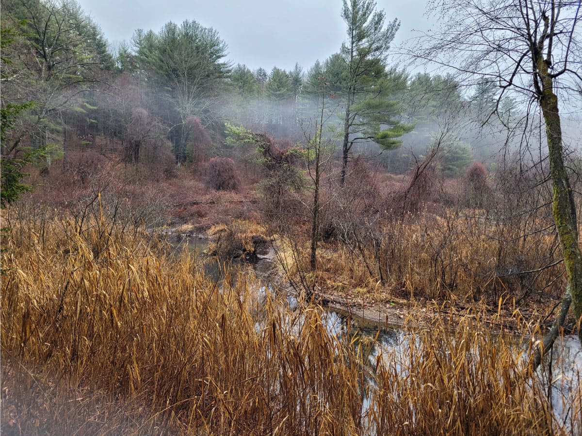 Trail in winter