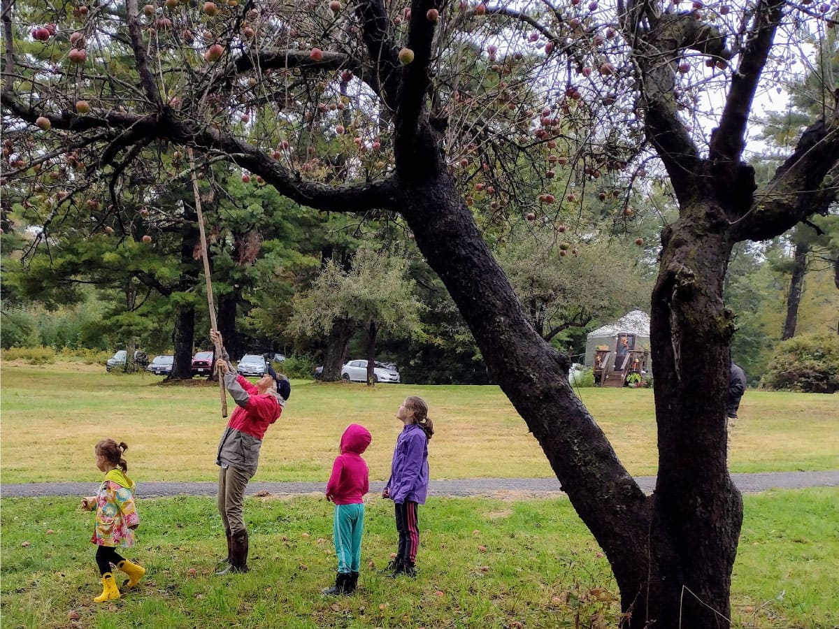 Picking apples