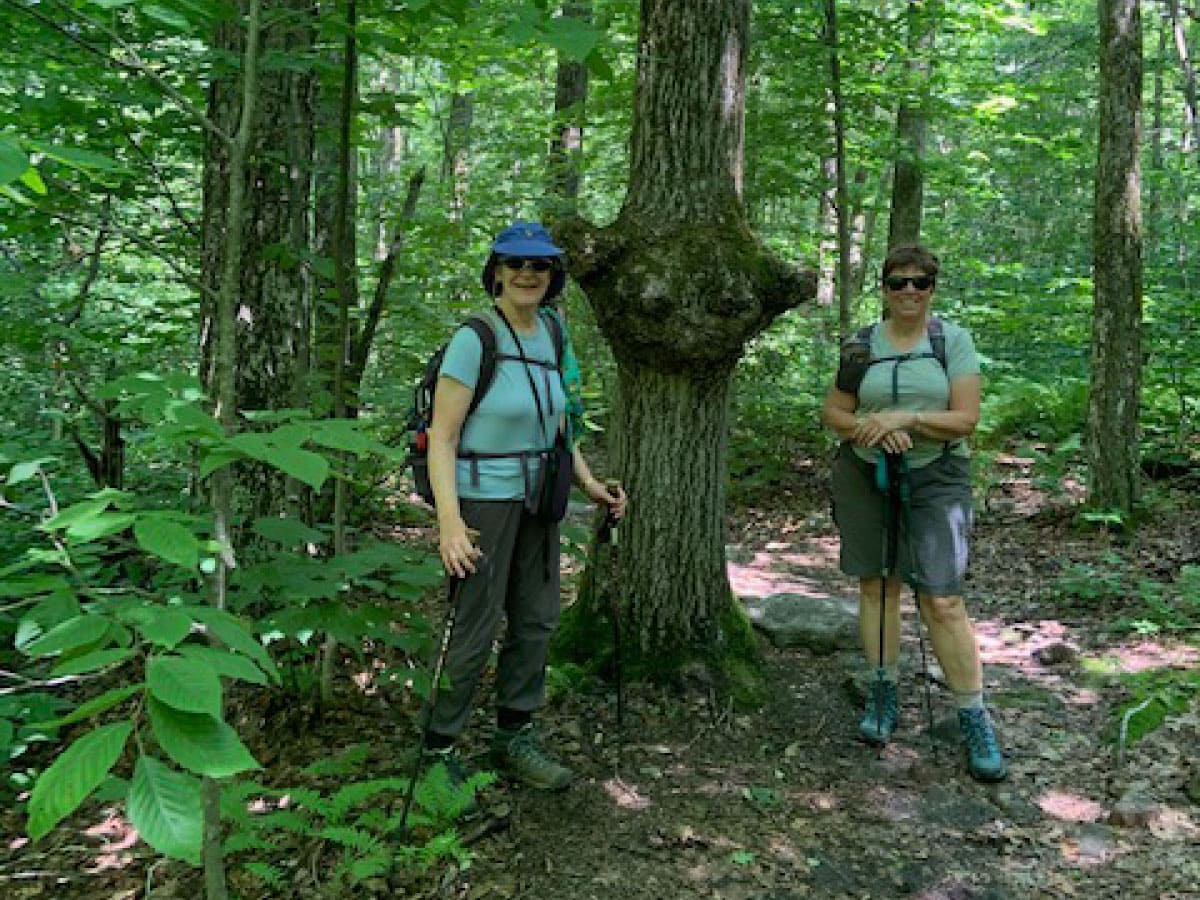 Hikers pose by the Yoda tree